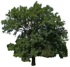 Attēlu rezultāti vaicājumam “Fraxinus excelsior”