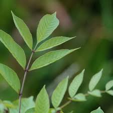 Attēlu rezultāti vaicājumam “Fraxinus excelsior leaf”