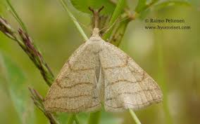 Attēlu rezultāti vaicājumam “Polypogon tentacularius”