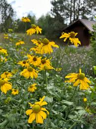 Image result for Rudbeckia