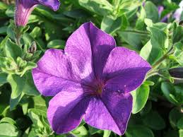 Image result for Petunia hybrida