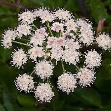 Attēlu rezultāti vaicājumam “Angelica palustris”