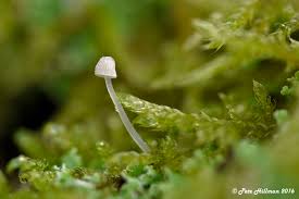 Attēlu rezultāti vaicājumam “Mycena filopes”