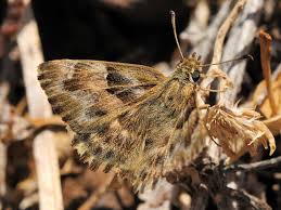 Attēlu rezultāti vaicājumam “Carcharodus floccifera underside”