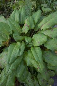 Attēlu rezultāti vaicājumam “Rumex obtusifolius”