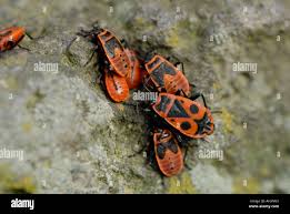 Attēlu rezultāti vaicājumam “Pyrrhocoris apterus nymph”