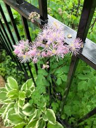 Attēlu rezultāti vaicājumam “Thalictrum aquilegifolium fruit”