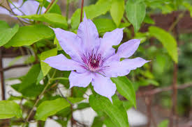 Attēlu rezultāti vaicājumam “Clematis leaf”