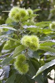 Attēlu rezultāti vaicājumam “Castanea sativa”