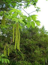 Attēlu rezultāti vaicājumam “Juglans mandshurica female flower”