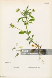 Attēlu rezultāti vaicājumam “Viola arvensis leaf”