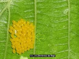 Attēlu rezultāti vaicājumam “Agelastica alni larva”