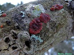 Attēlu rezultāti vaicājumam “Cytidia salicina”