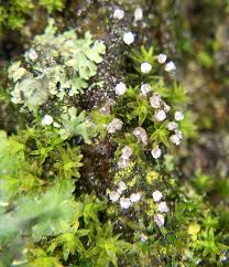 Attēlu rezultāti vaicājumam “Physarum bryocorticola”