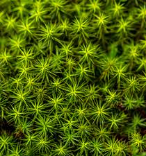 Attēlu rezultāti vaicājumam “Polytrichum juniperinum”
