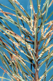 Attēlu rezultāti vaicājumam “Coleosporium sp.”