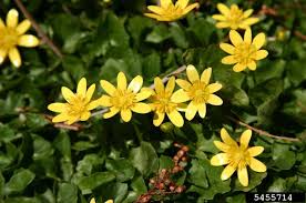 Attēlu rezultāti vaicājumam “Ficaria verna flower”