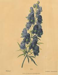 Image result for Eisenhut