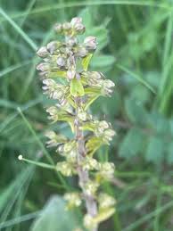 Attēlu rezultāti vaicājumam “Listera ovata flower”