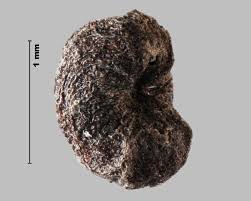 Attēlu rezultāti vaicājumam “Galium boreale fruit”