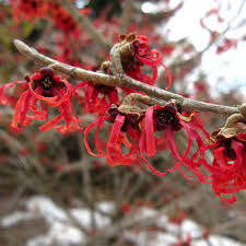 Attēlu rezultāti vaicājumam “Dianemataceae”