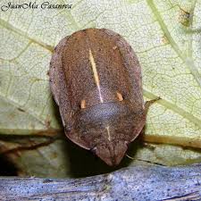 Attēlu rezultāti vaicājumam “Eurygaster testudinaria imago”