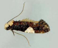 Attēlu rezultāti vaicājumam “Monopis monachella”