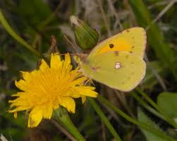 Attēlu rezultāti vaicājumam “Colias croceus”
