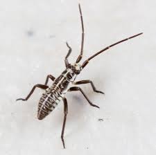 Attēlu rezultāti vaicājumam “Dryophilocoris flavoquadrimaculatus imago”