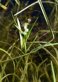 Attēlu rezultāti vaicājumam “Sparganium minimum”