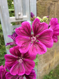 Image result for Malva sylvestris var. mauritiana