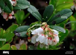 Attēlu rezultāti vaicājumam “Vaccinium vitis-idaea flower”