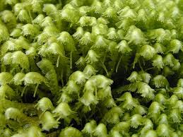 Attēlu rezultāti vaicājumam “Bazzania trilobata”