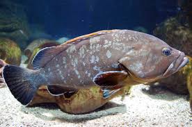 Image result for Epinephelus marginatus