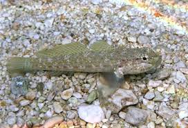 Image result for Chelidonichthys cuculus