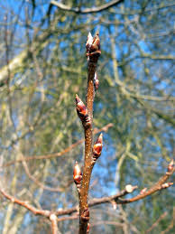 Attēlu rezultāti vaicājumam “Prunus padus var. roseiflora”