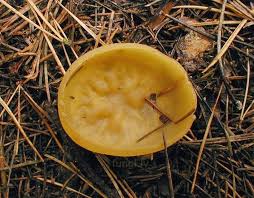 Attēlu rezultāti vaicājumam “Sowerbyella radiculata”