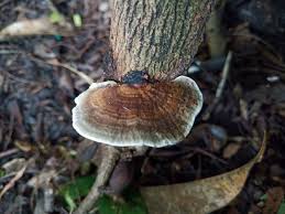Attēlu rezultāti vaicājumam “Trametes”