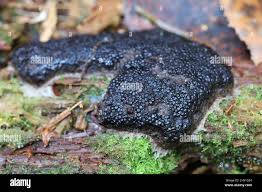 Attēlu rezultāti vaicājumam “Siphoptychium violaceum plasmodium”