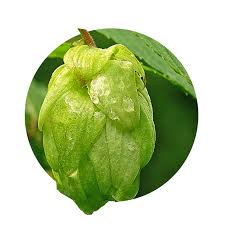 Attēlu rezultāti vaicājumam “Humulus lupulus fruit”