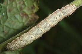 Attēlu rezultāti vaicājumam “Euphyia unangulata”