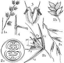 Attēlu rezultāti vaicājumam “Gramineae”
