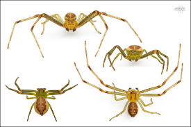 Attēlu rezultāti vaicājumam “Diaea dorsata male”