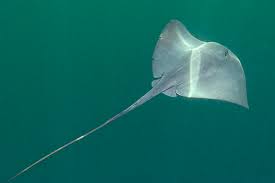 Image result for Pteroplatytrygon violacea