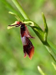 Attēlu rezultāti vaicājumam “Ophrys insectifera flower”