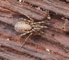 Attēlu rezultāti vaicājumam “Neriene montana”