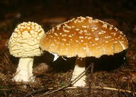 Attēlu rezultāti vaicājumam “Amanita”