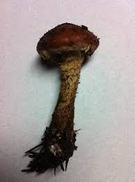 Attēlu rezultāti vaicājumam “Stropharia albocrenulata”