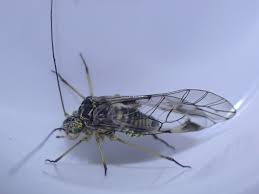 Attēlu rezultāti vaicājumam “Psococerastis gibbosa”