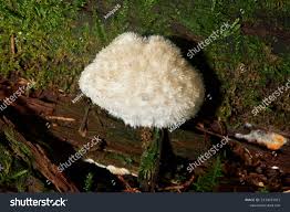 Attēlu rezultāti vaicājumam “Postia ptychogaster”